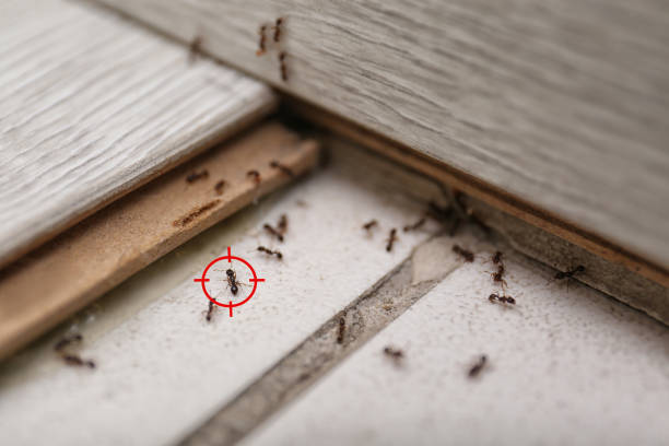 Best Ant Control Services  in Purcell, OK