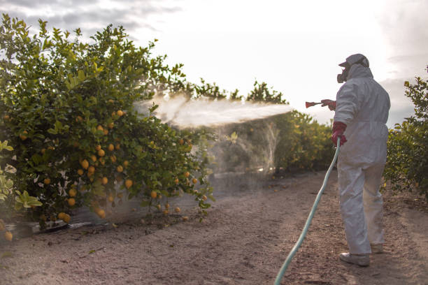 Best Termite Control Services  in Purcell, OK